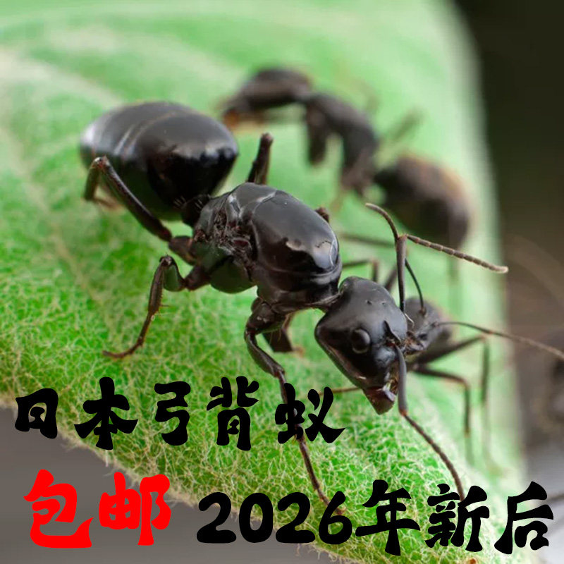 施王蚁馆 日本弓背蚁 活体宠物蚂蚁2026年新后 包邮