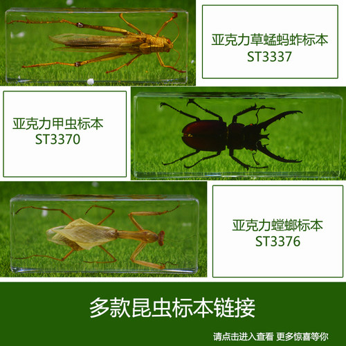 施王蚁馆 高清亚克力昆虫标本甲虫蜈蚣蝎子螳螂草蜢标本 - 封面