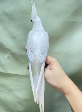 手养玄凤半毛亲人可上手幼鸟红脸百趴白脸百趴金冠百趴黄百黑牛