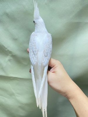 特色手养玄凤半毛雏鸟亲人可上手幼鸟红脸派特白脸百趴金冠金百