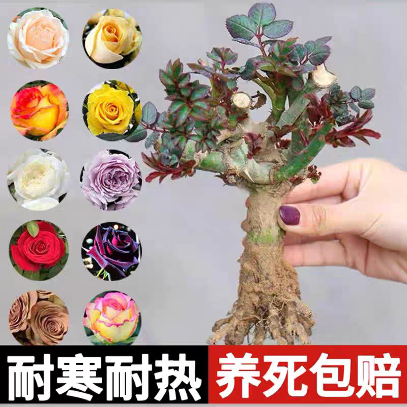 9.9元3棵玫瑰月季老桩切花盆栽月季老根大苗四季开花不断庭院绿植
