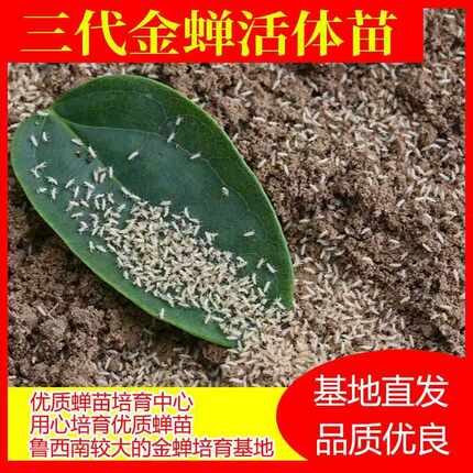 金蝉养殖幼苗知了猴卵孵化好爬爬幼苗活体蝉蚁种子优质养殖禅意卵