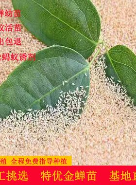 金蝉子鲜活蝉蚁金蝉幼虫养殖金蝉知了猴幼苗知了猴幼苗孵化卵枝