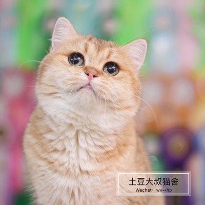 wcf金渐层英国短毛猫