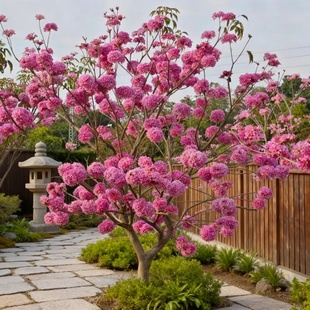 黄花风铃木树苗紫红蓝花楹庭院室内外南北方绿化观花风景树苗多花
