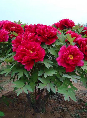 洛阳多分支观赏牡丹花苗盆栽地栽室内外客厅阳台庭院牡丹当年开花