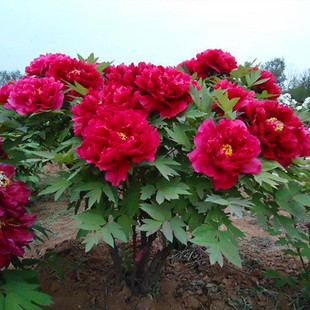 洛阳多分支观赏牡丹花苗盆栽地栽室内外客厅阳台庭院牡丹当年开花