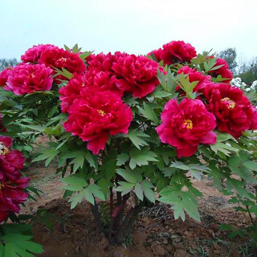 洛阳多分支观赏牡丹花苗盆栽地栽室内外客厅阳台庭院牡丹当年开花