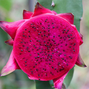 海南三亚红心火龙果礼盒装顺丰空运多省包邮