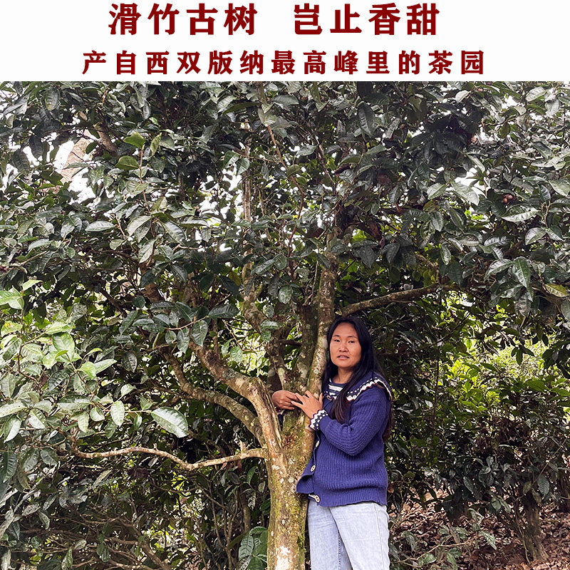 23年滑竹古树春单株100克散料普洱茶生茶毛料 云南勐海 香甜