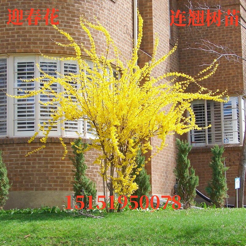 迎春花连翘黄老虎绿化苗木庭院