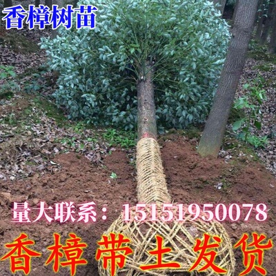 绿化苗木四季常青耐寒香樟树苗