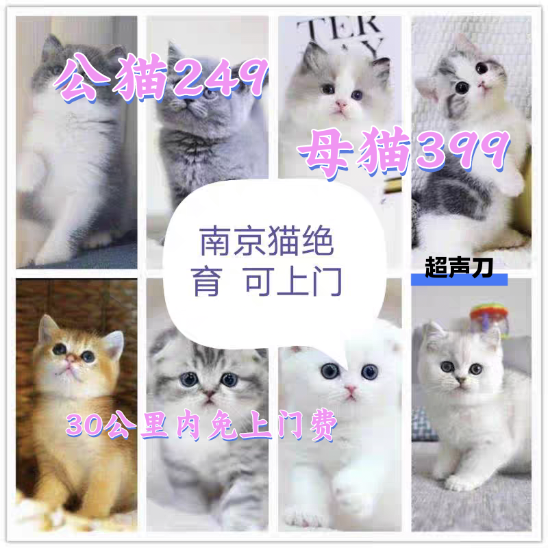 南京上门猫狗绝育结扎 公猫尿闭导尿 内窥镜取异物