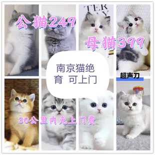 南京上门猫狗绝育结扎 公猫尿闭导尿 内窥镜取异物