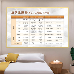皮肤生理图面部护理海报皮肤结构图剖面图广告面部皮肤分层抗衰图
