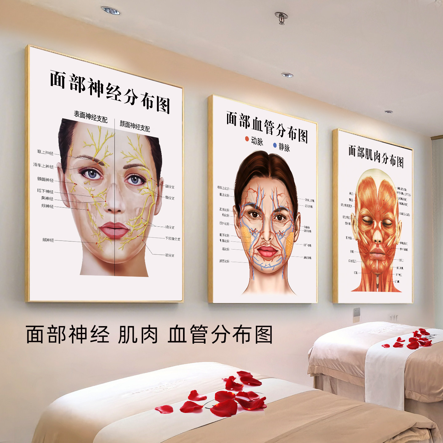 面部血管分布图脸部神经分布图微整形海报医美挂画面部肌肉结构图