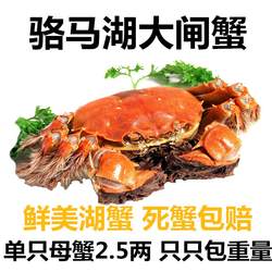 单只宿迁骆马湖现货鲜活大闸蟹大螃蟹母2.5两螃蟹 （满10只包邮）