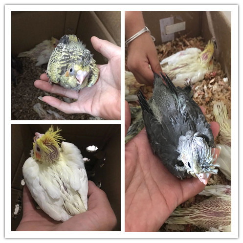 手养玄凤鹦鹉亲人半毛幼鸟观赏繁殖活体黄化珍珠原始灰活物宠物鸟