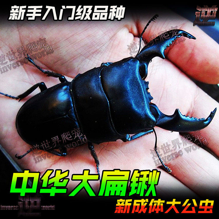 中扁锹甲 甲虫宠物中华大扁锹成虫锹甲幼虫一只爬虫昆虫活物图片