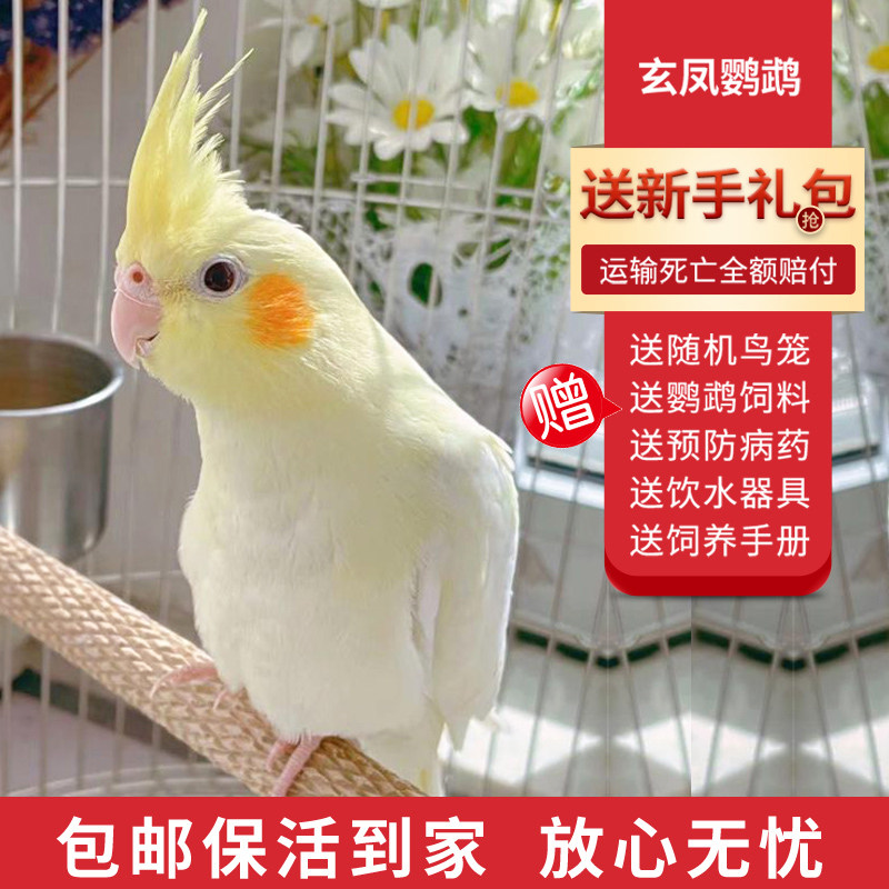 玄凤鹦鹉活体手养宠物黄化玄凤一对可繁殖鸟活物鹦鹉活鸟会学说话,宠物/宠物食品及用品,鸟,淘宝优惠券,粉丝福利购,淘宝优惠卷