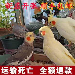 笼养玄凤鹦鹉包活可繁殖观赏鸟一对黄化原始灰可繁殖教会说话宠物