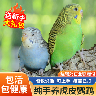 虎皮鹦鹉活鸟中小型会说话的宠物鸟活物手养玄凤幼鸟小鸟活体鸟笼