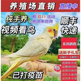 玄凤鹦鹉活体会学说话手养宠物鸟一对可繁殖活物黄化玄凤鹦鹉活鸟