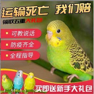 虎皮鹦鹉活鸟中小型会说话的宠物鸟活物手养玄凤幼鸟小鸟活体鸟笼