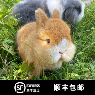 顺丰小兔子活物家养迷你小型茶杯兔侏儒兔垂耳兔学生宿舍饲养