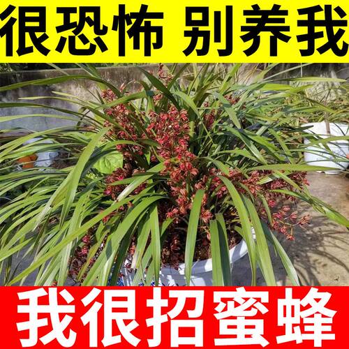 蜜蜂兰诱蜂专用兰花精品兰花绝对正品假一赔十包邮到家