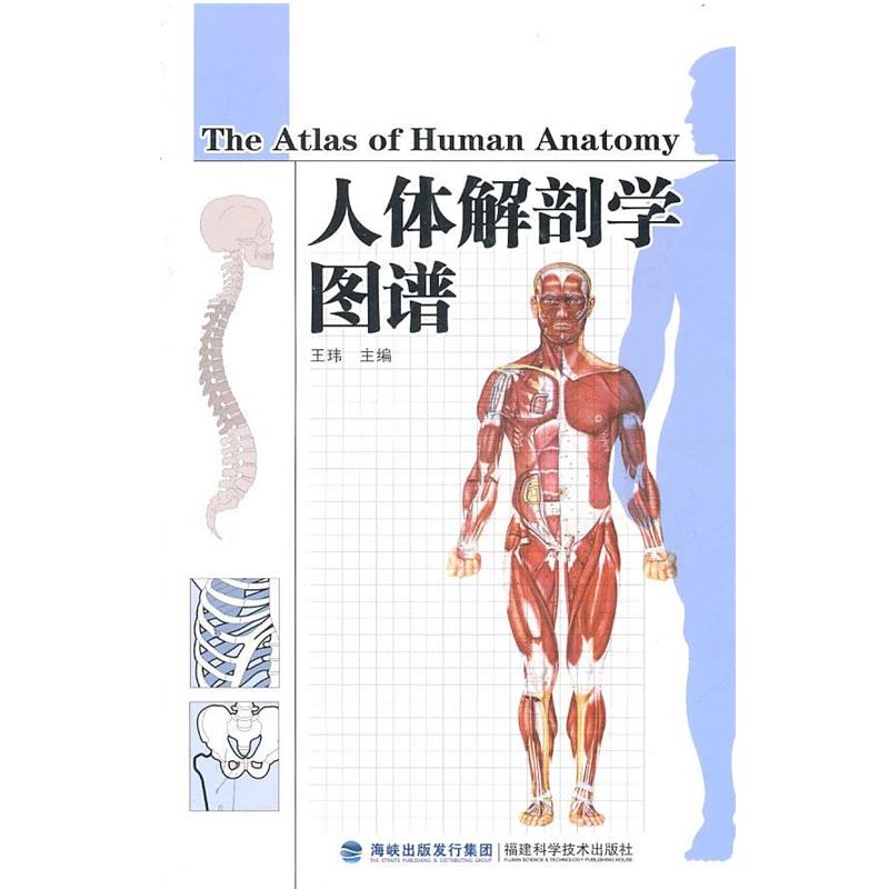 【正版】人体解剖学图谱 王玮