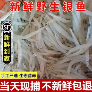 新鲜淡水银鱼无骨无刺营养丰富宝宝辅食炖蛋熬汤