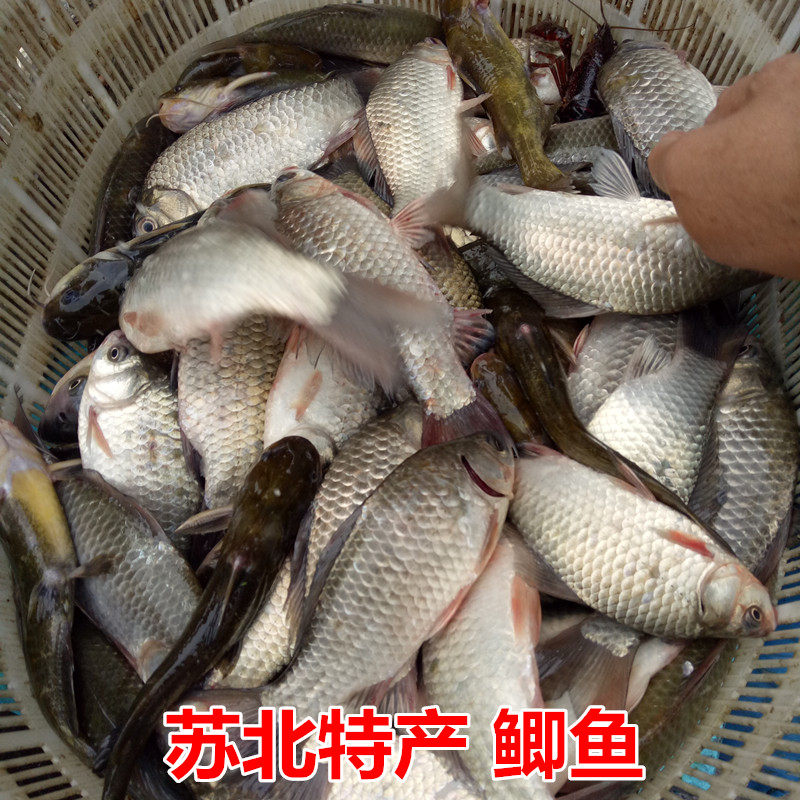 鲫鱼苏北淡水野湖生态现捕鲫鱼新淡水鱼类