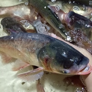 【鲜活现杀】花鲢鱼胖鱼头鲢鱼新鲜胖头鱼煲汤大头真空淡水鱼