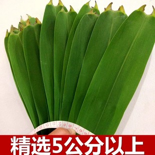 精选5公分以上新鲜大粽子叶天然芦苇叶农家现摘野生包粽皮
