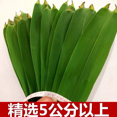 新鲜现摘野生天然芦苇叶