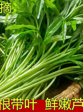 新鲜现摘藜蒿芦蒿泥蒿绿色野菜非苏北特产农家自种新鲜蔬菜