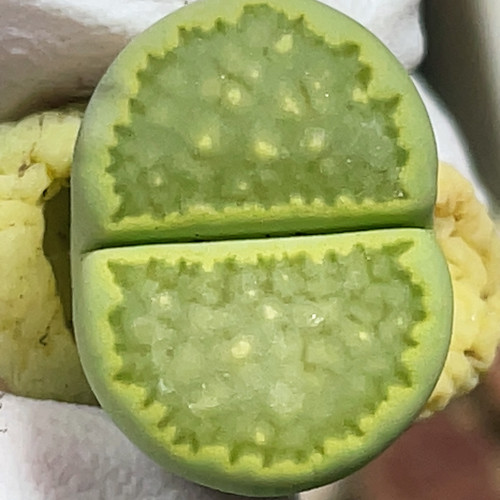 绿饼干