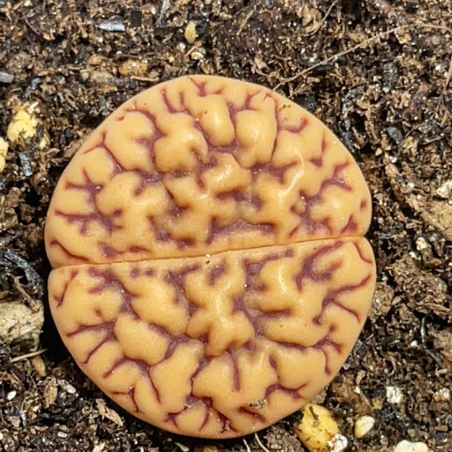 强纹雀卵玉