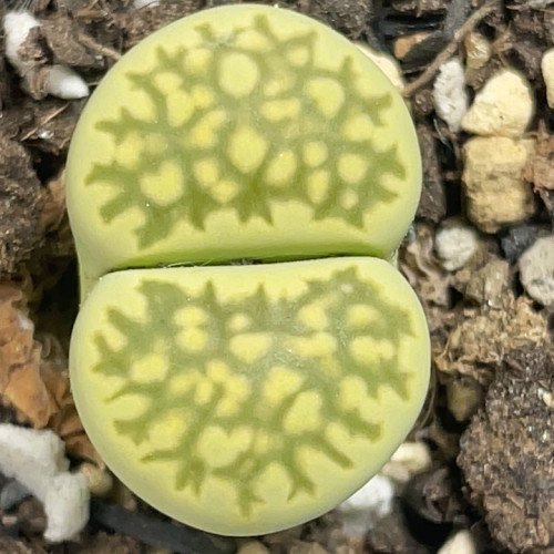 绿花纹