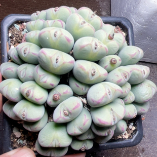 口笛红边红嘴 大群生