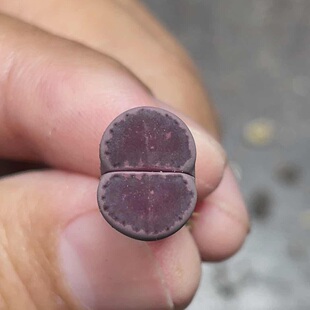 紫饼干