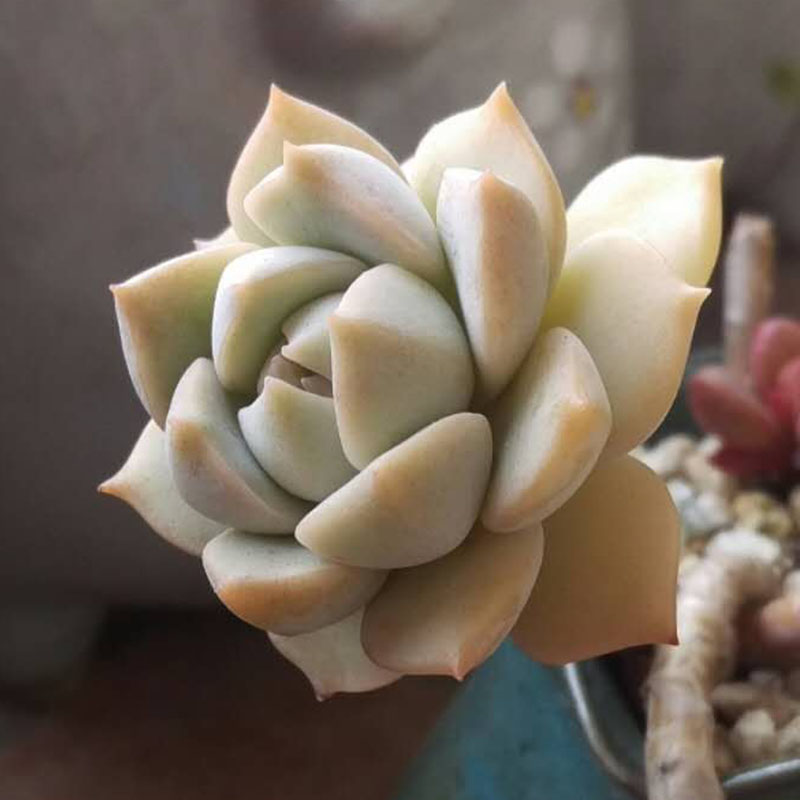多肉植物白牡丹超大单头 肉肉防辐射花卉绿植花卉盆栽