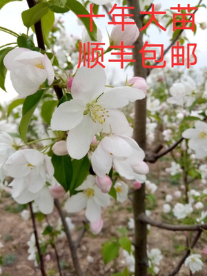 海棠树苗,十年大苗,庭院耐寒植物,南方,北方,大型观花吃果绿植
