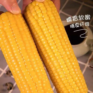 宴小乐糯香软嫩黄糯玉米粘玉米代餐真空包装糯玉黄苞米8-10根
