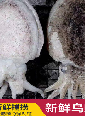 墨鱼新鲜乌贼东海水产鱿鱼章鱼海鲜特产温州舟山北海花枝目鱼