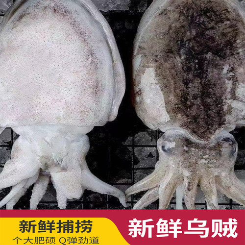 墨鱼新鲜乌贼东海水产鱿鱼章鱼海鲜特产温州舟山北海花枝目鱼