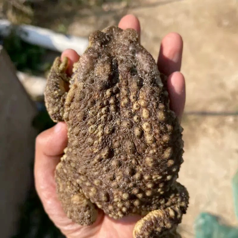 沙蟾蜍海蟾蜍农村田地活体药用药材宠物蛙农村变异海蛙