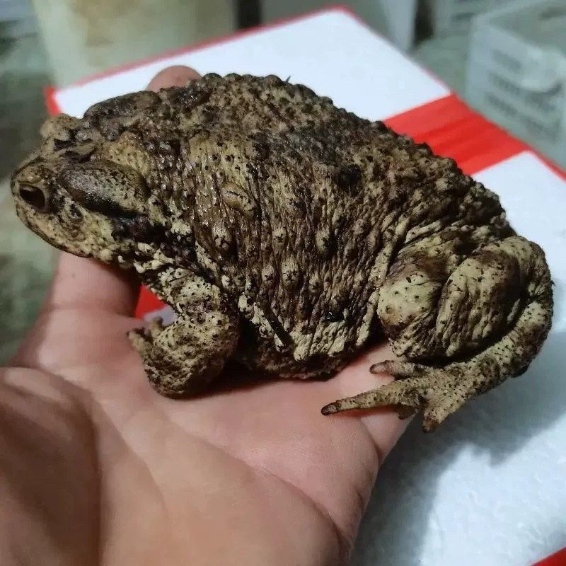 小时候农村常见的蛤蟆海蟾蜍哈士蟆田地活体药用药材变异海宠物蛙