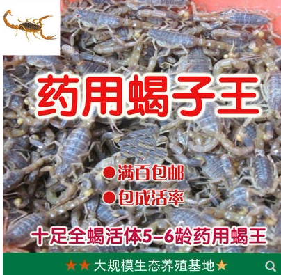 沂蒙山全蝎蝎子活体药用食用蝎子干泡酒油炸十足全蝎活蝎子包邮